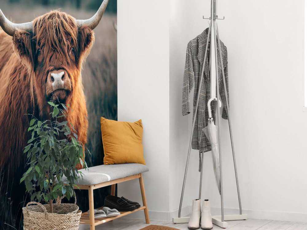 Skotsk högländare i närbild