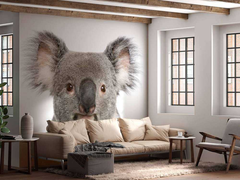 Foto af en koala