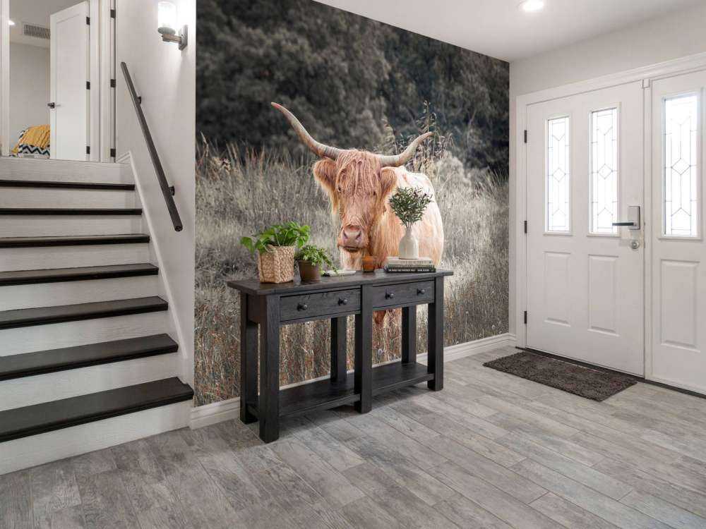 Scottish Highlander i marken