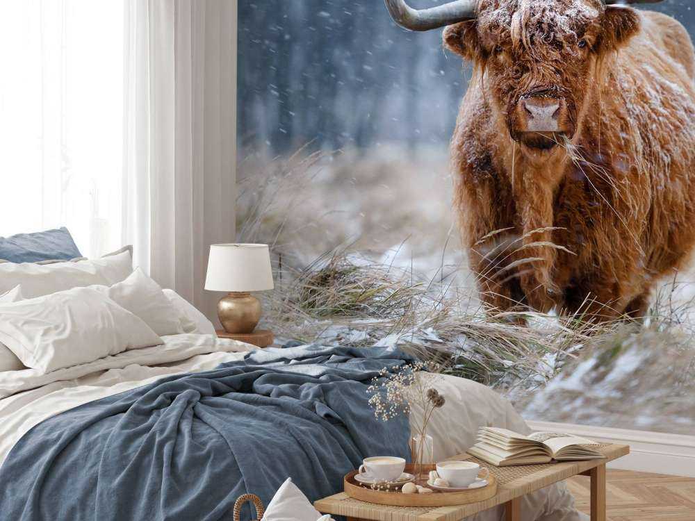 Snowy Highland cow
