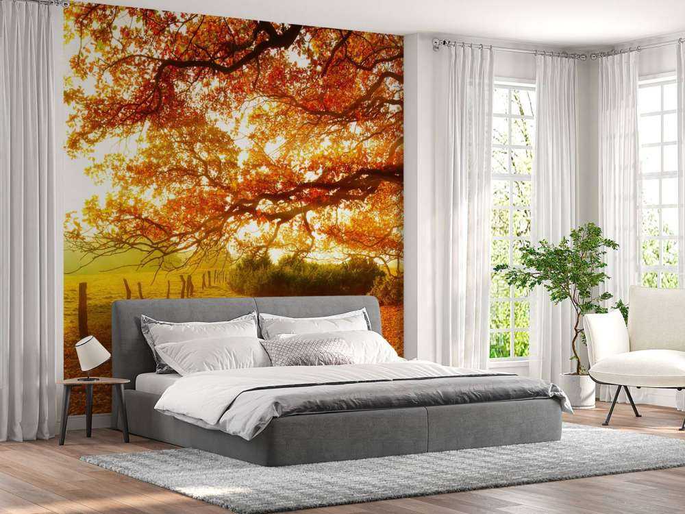 Efterår landskab med skov og eng