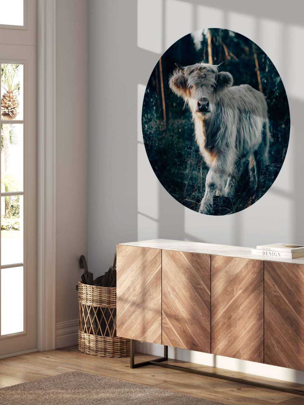 Skotsk highlander-unge