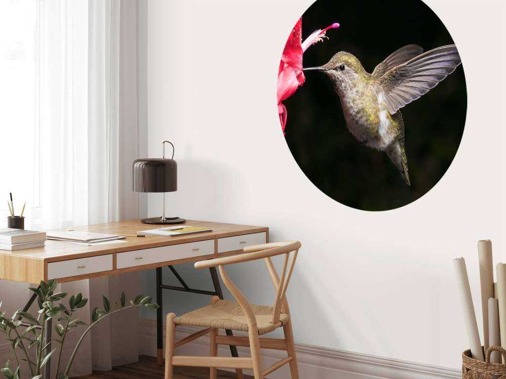 Kolibri med rød blomst
