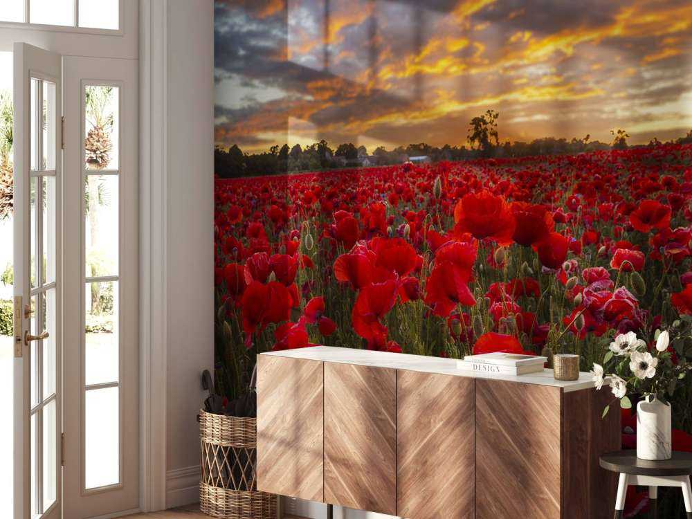 Valmuer mark med smuk himmel