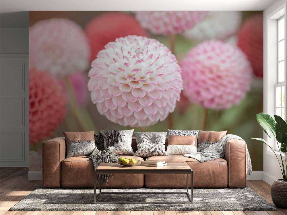 Pink dahlia blomster