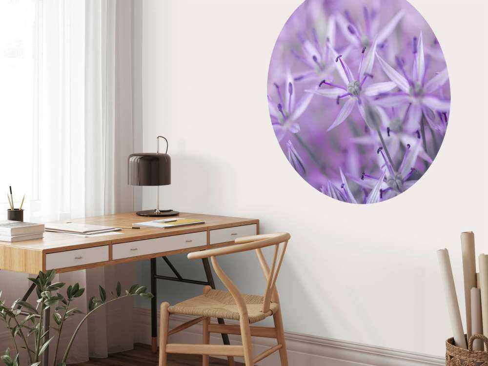 Lilla allium blomster