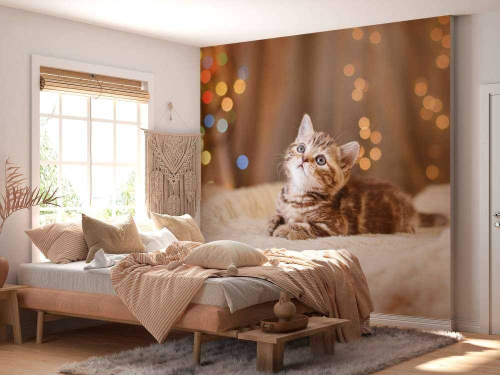 Søt katt