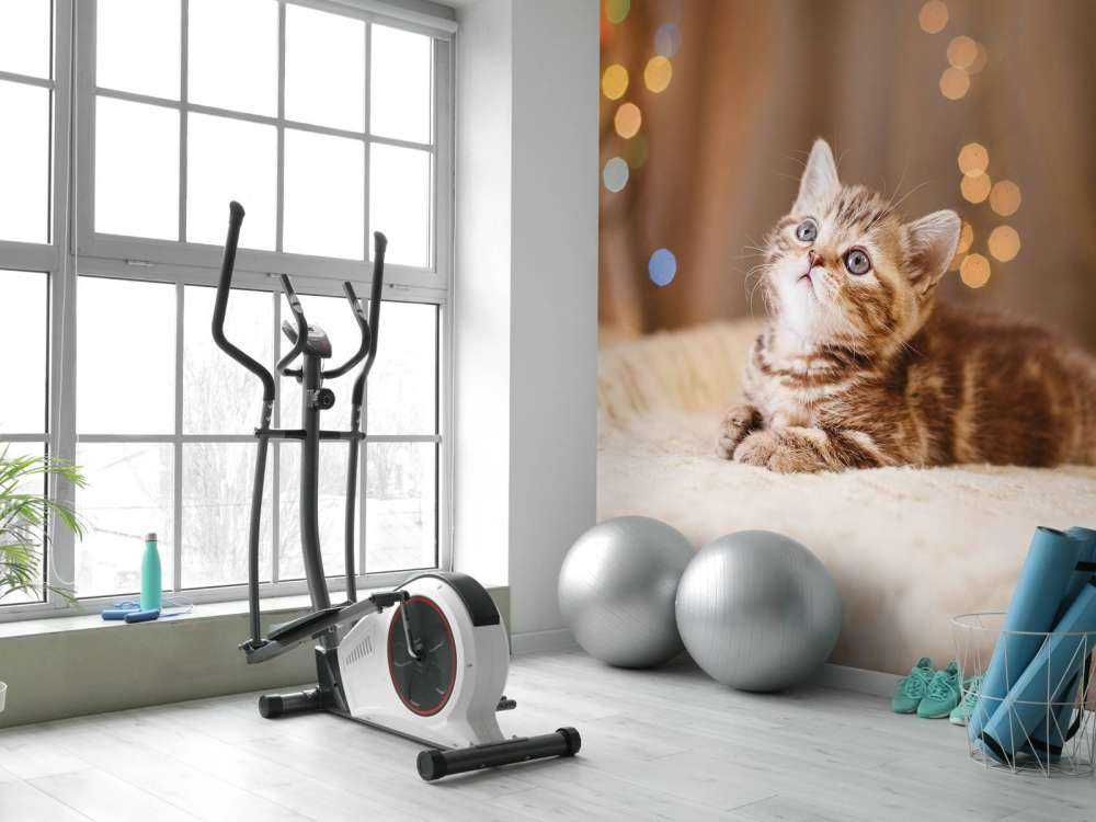 Søt katt