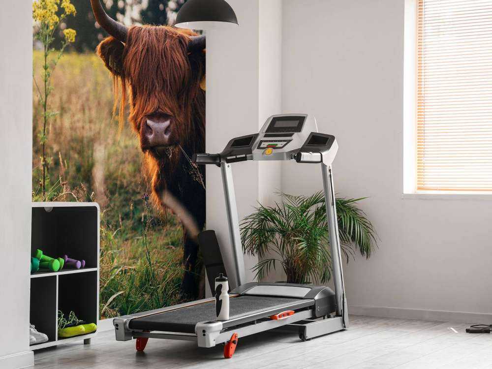 Det skotske høylandet i det høye gresset