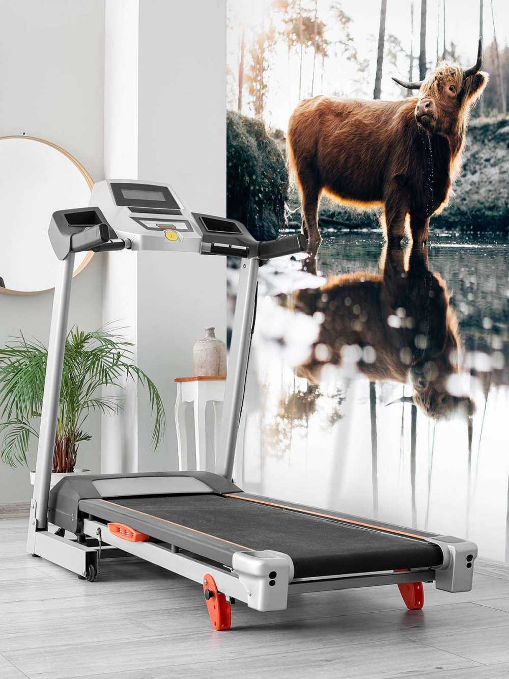 Skotsk høylander i vannet