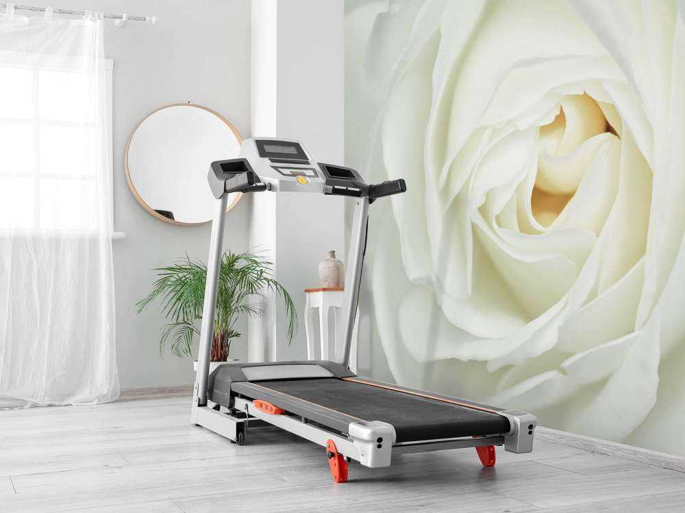 Hvit rose