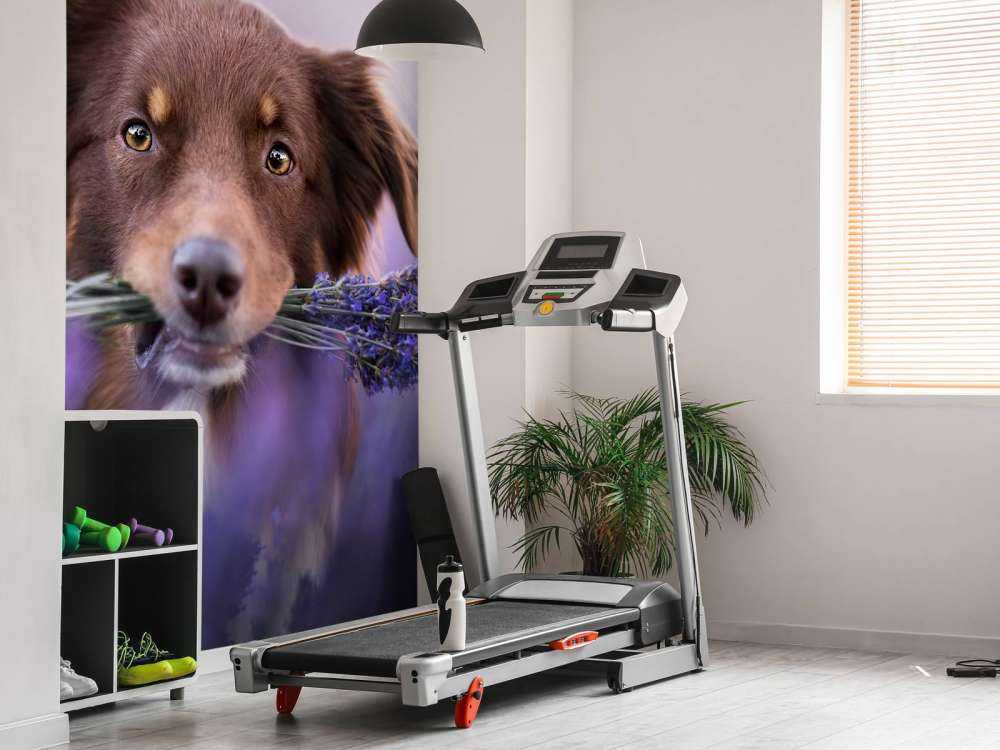 Hund med lavendel