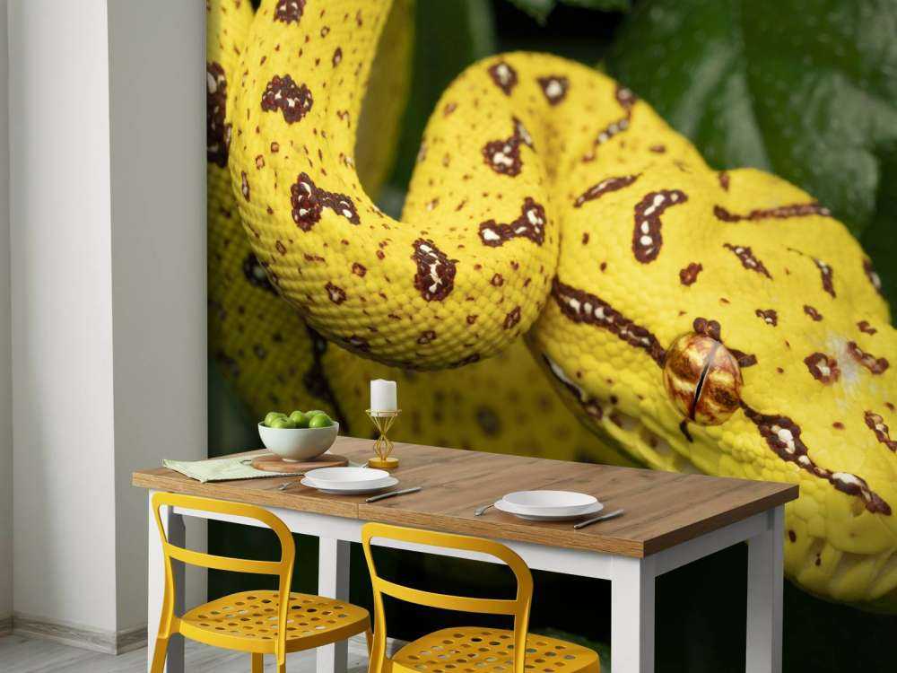 Närbild av trädpyton