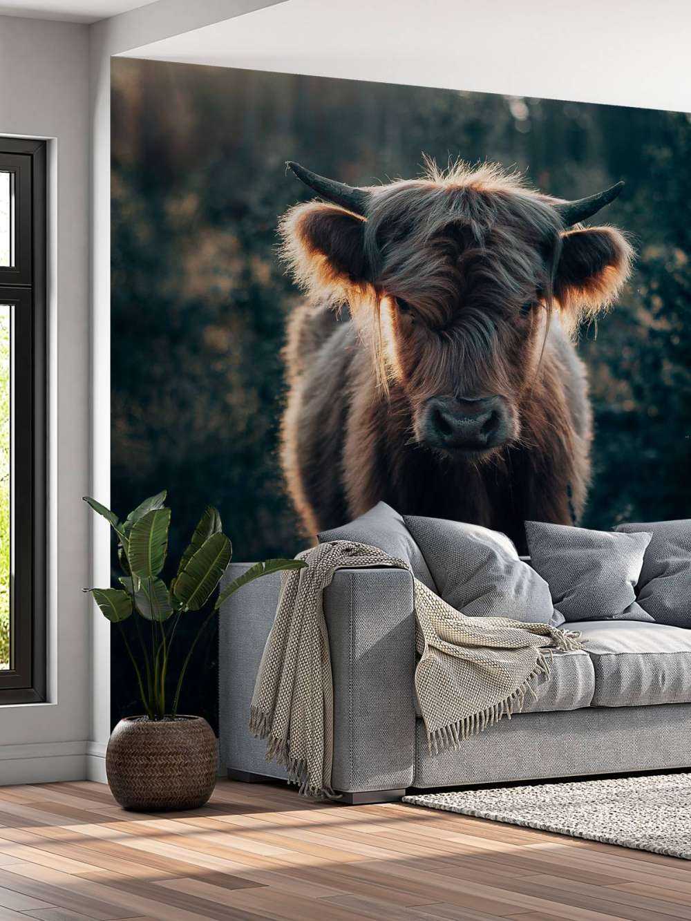 Young Scottish highlander