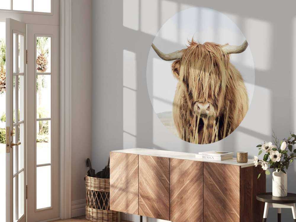 Nærbillede af en skotsk højlander