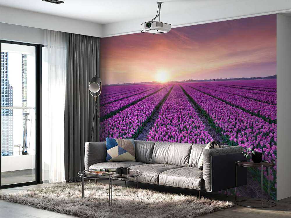 Tulipanmark ved solopgang