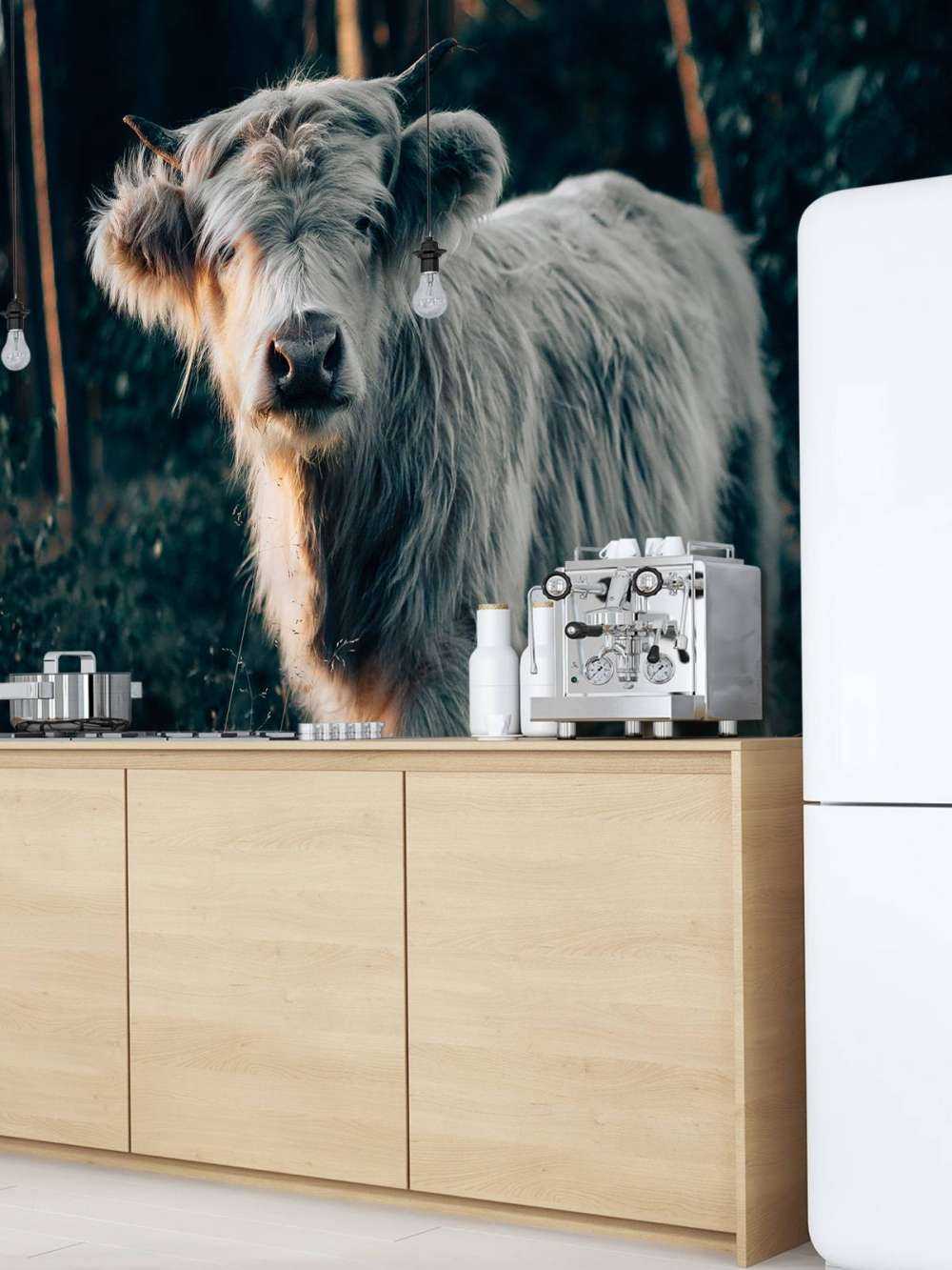 Skotsk highlander-unge