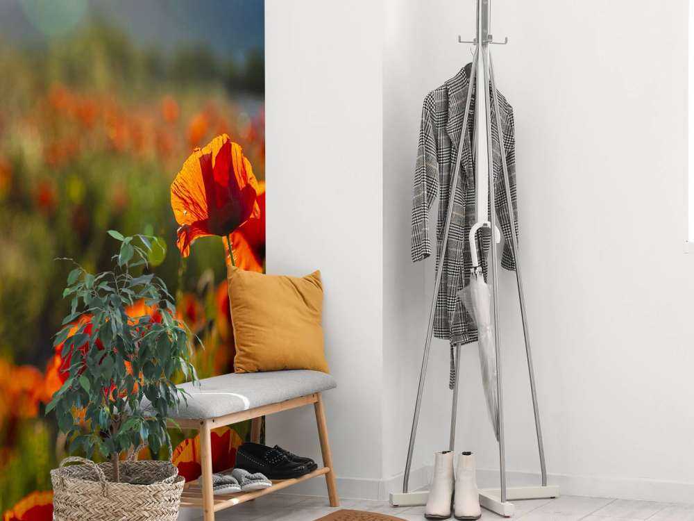 Valmuer med solstråler