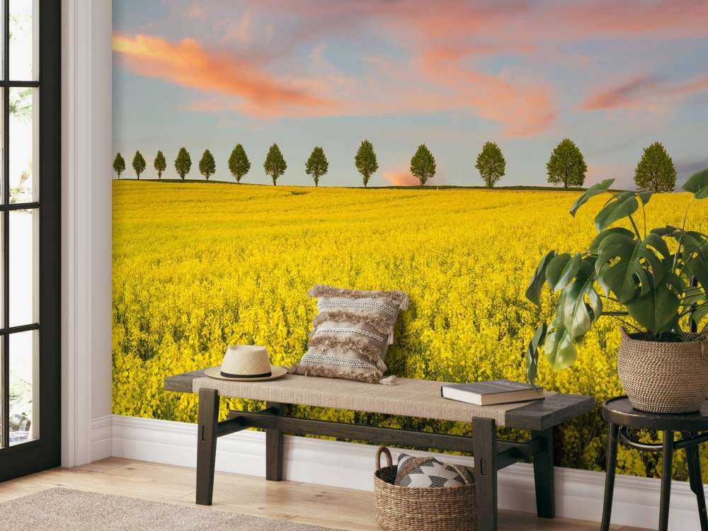 En mark fuld af gule blomster
