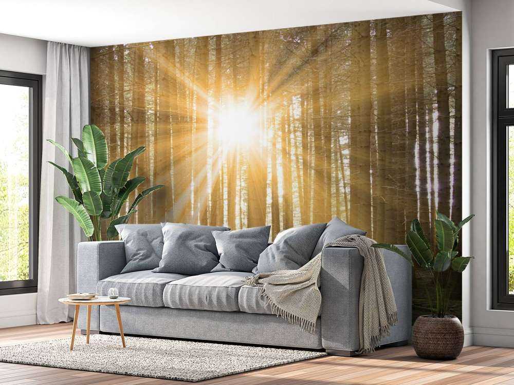 Furuskog med solskinn
