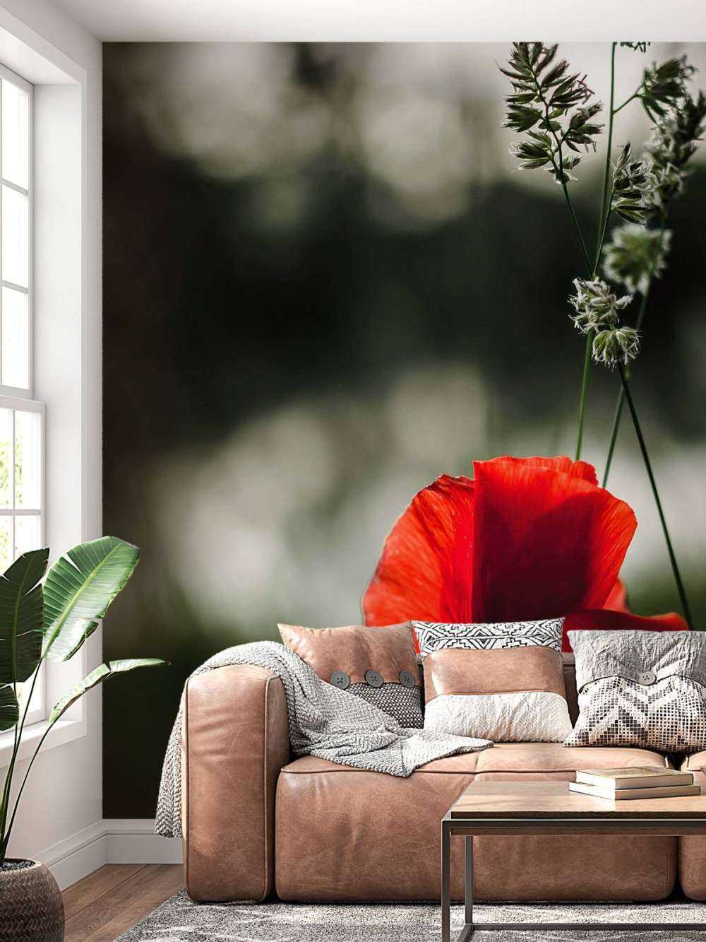 Rød valmue med gress