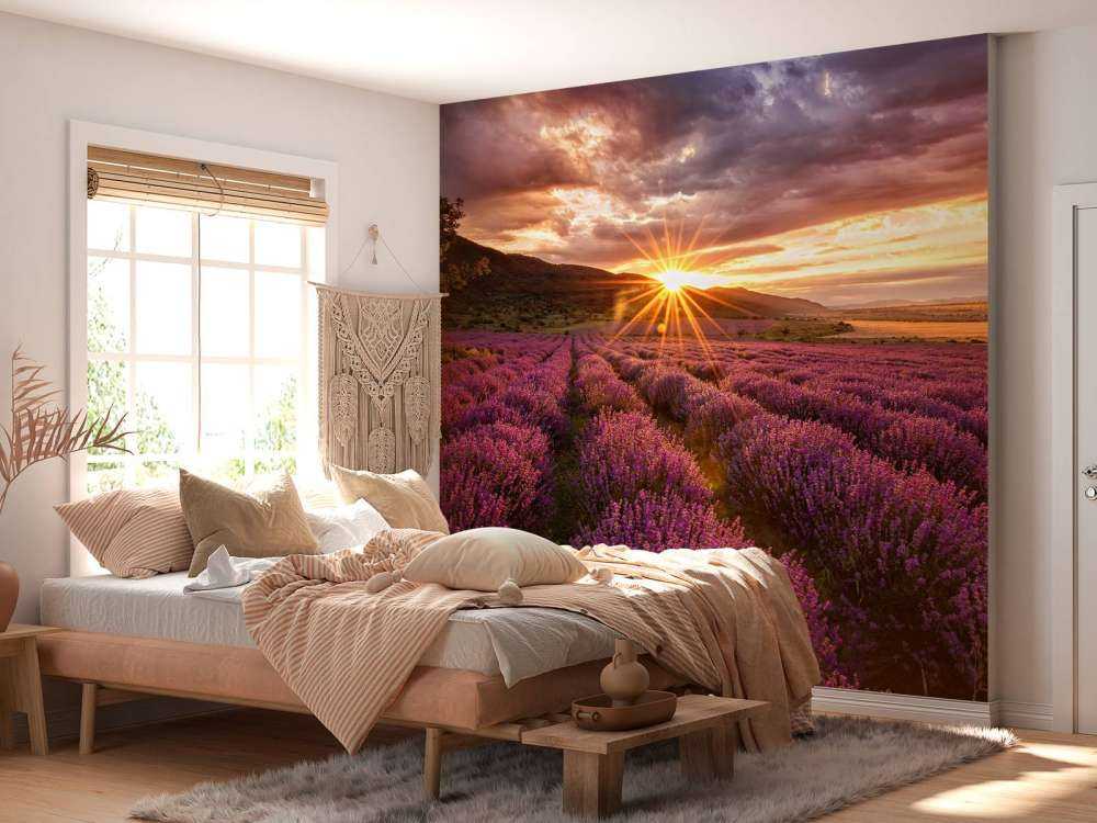 Lavendel under solen