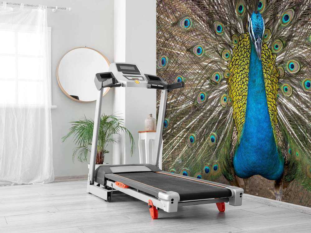 Påfågel med fyllda fjädrar