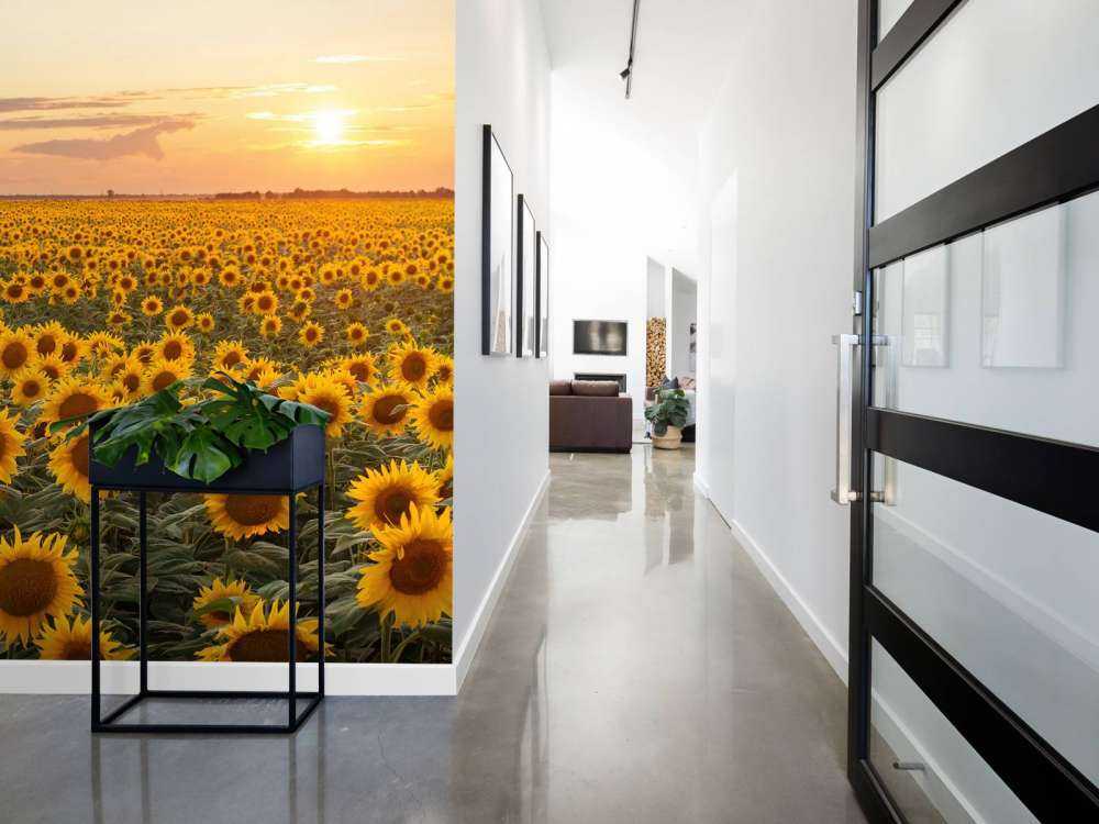 Solsikke felt med solnedgang