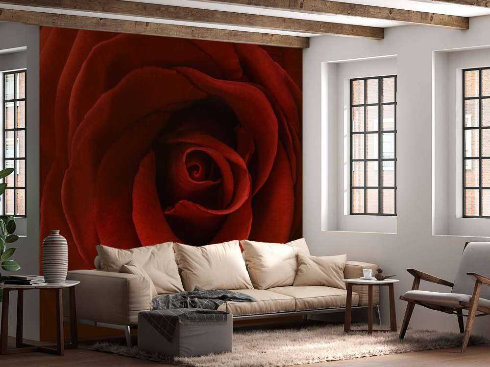 Nærbillede rød rose