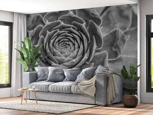 Nærbillede af saftige planter