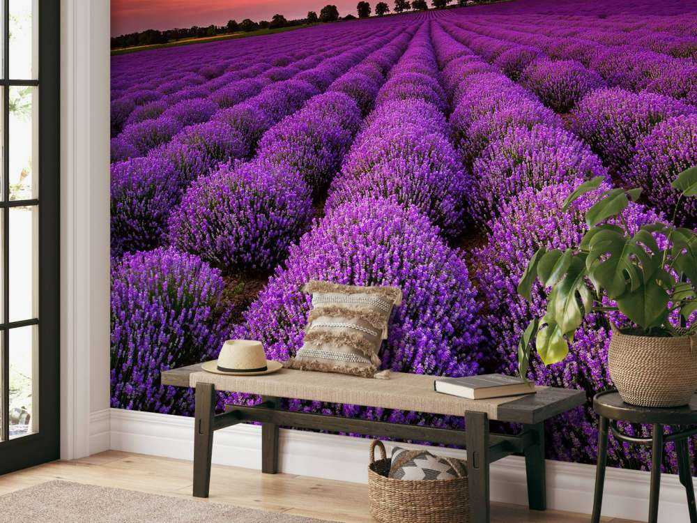 Lavendel felt