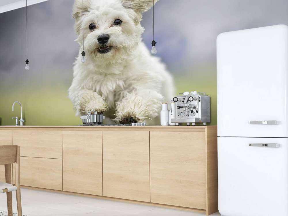 Løpshund