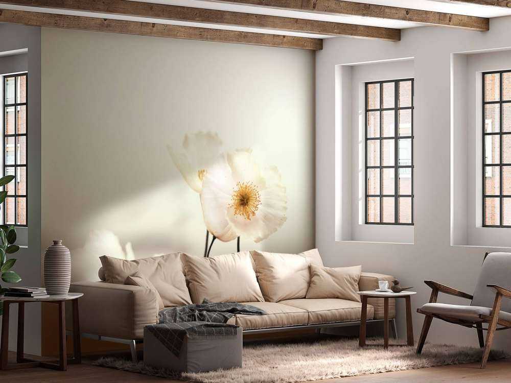 Hvite valmuer på nært hgammel