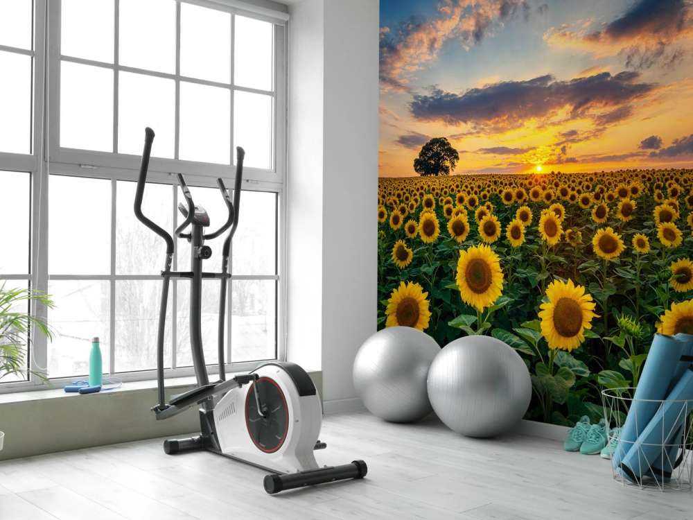 Åker full av solsikker