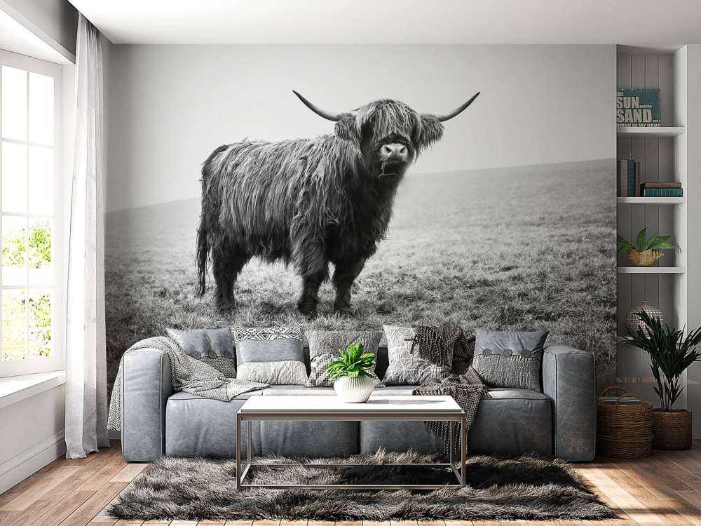 Skotske høyland i gresset