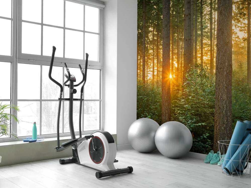 Solstråler i en barskog