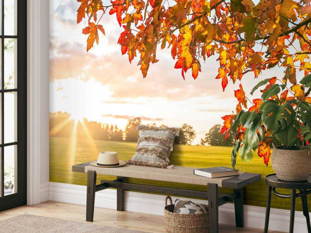 Höstträd i solnedgången