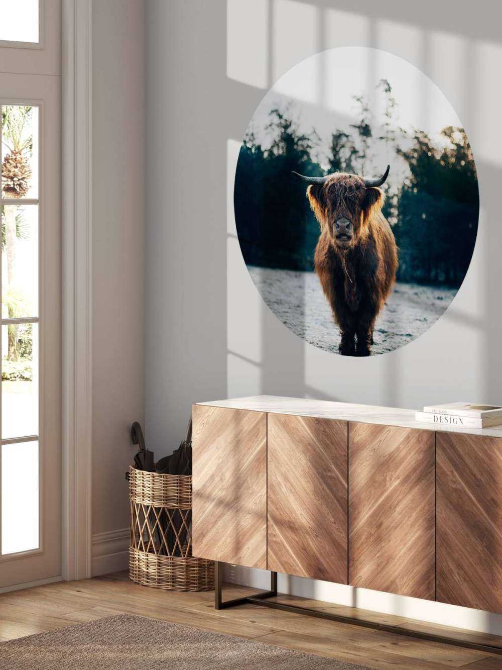 Skotsk highlander i morgonsolen