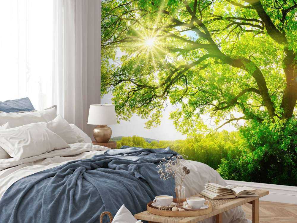 Träd med solstrålar