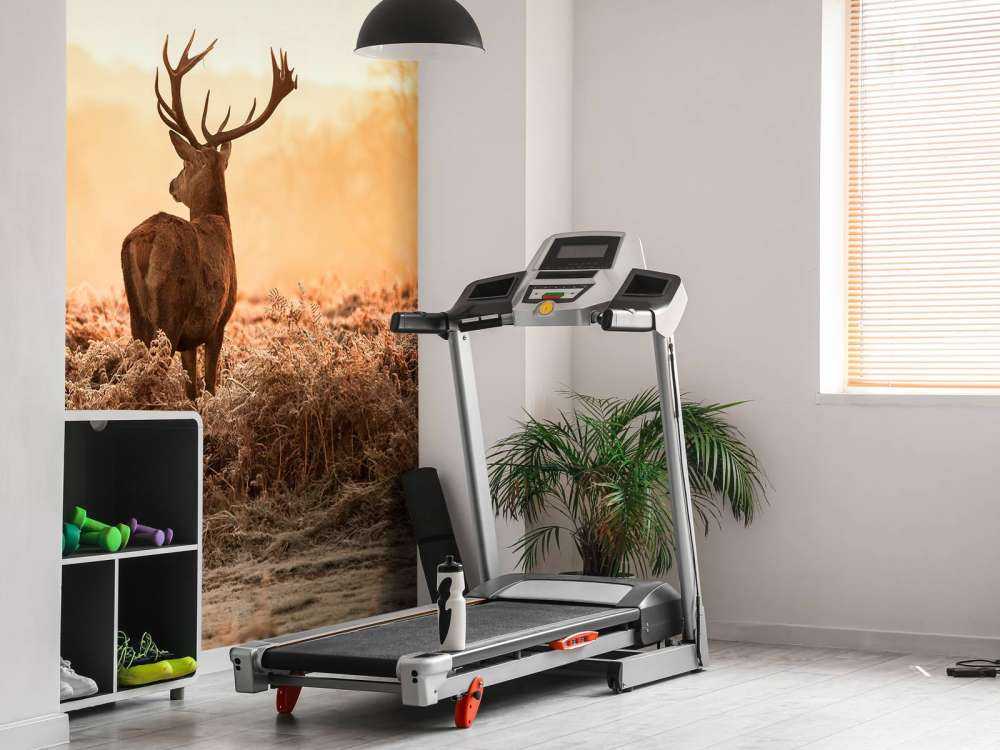 Rådjur i soluppgång