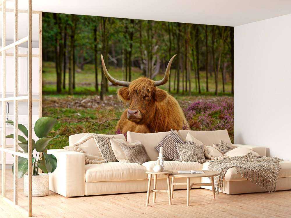 Skotsk hoglandare mellan lila ljung