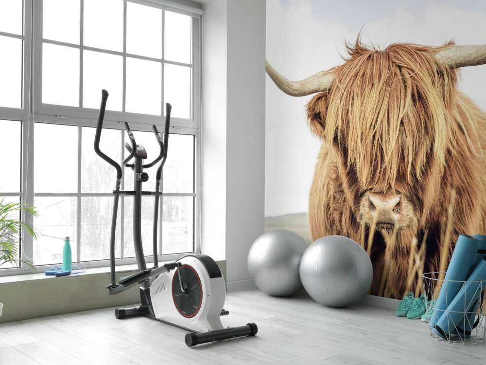 Nærbillede af en skotsk højlander