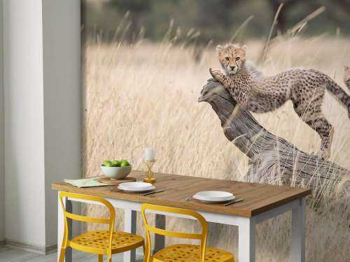 Curious Kitties
