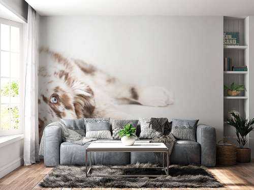 Australian Shepherd