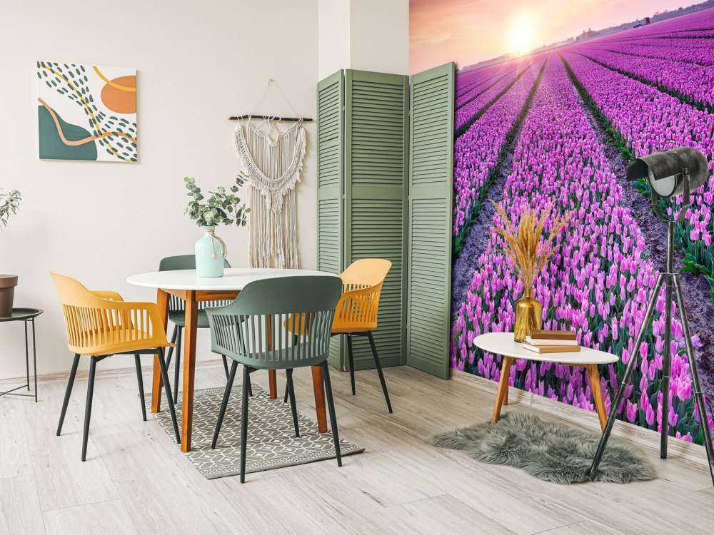 Tulipanmark ved solopgang