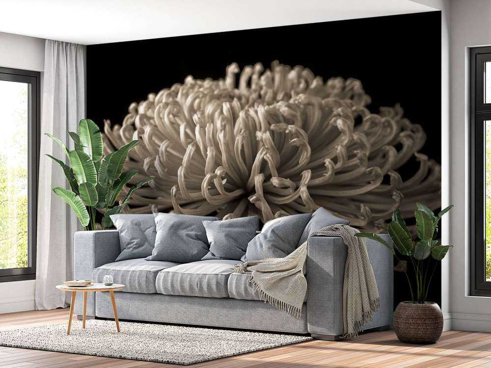 Stor kosmosblomst
