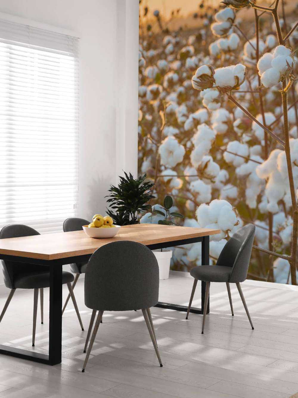 Bomuldsmark med gylden gul himmel