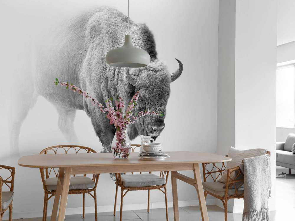 Bison sort, hvid