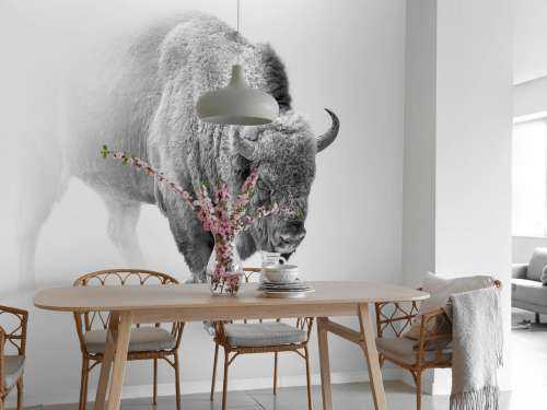 Bison sort, hvid