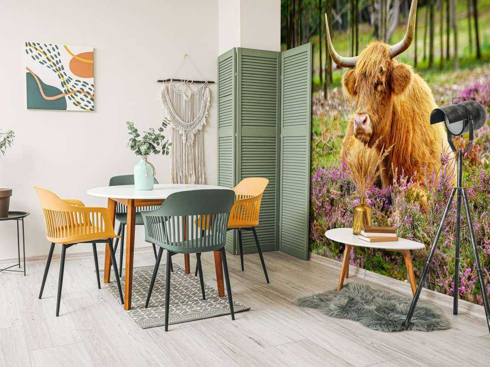 Skotsk højlander mellem lilla lyng